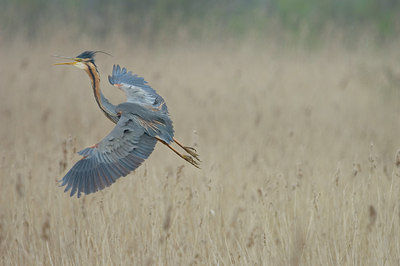 BUITEN BEELD Foto: 7344