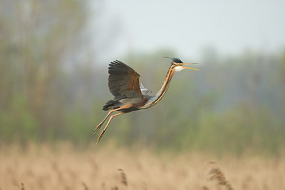 BUITEN BEELD Foto: 7345