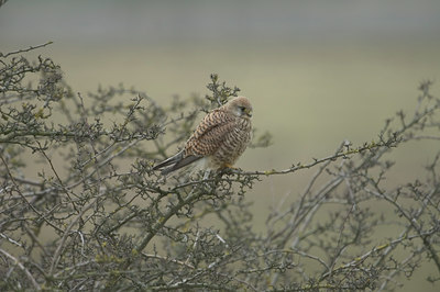 BUITEN BEELD Foto: 7350