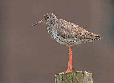 BUITEN BEELD Foto: 7356