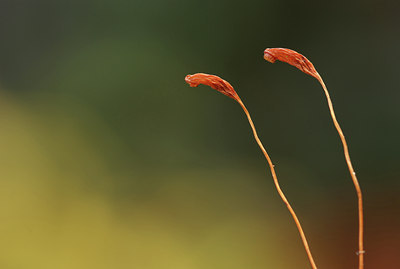 BUITEN BEELD Foto: 7369