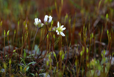 BUITEN BEELD Foto: 7386