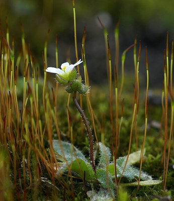 BUITEN BEELD Foto: 7389