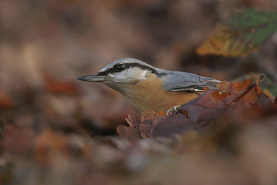 BUITEN BEELD Foto: 7420