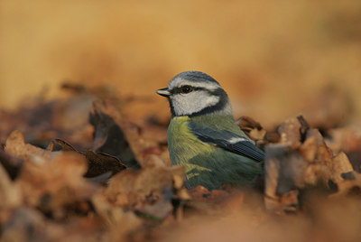 BUITEN BEELD Foto: 7422