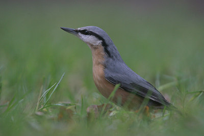 BUITEN BEELD Foto: 7430