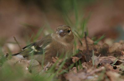 BUITEN BEELD Foto: 7435