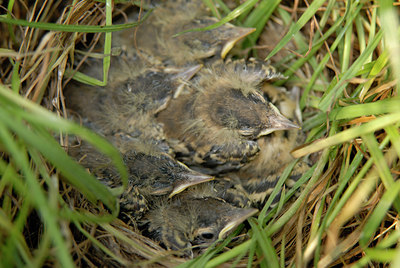 BUITEN BEELD Foto: 7439