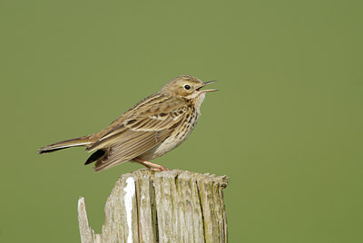 BUITEN BEELD Foto: 7445