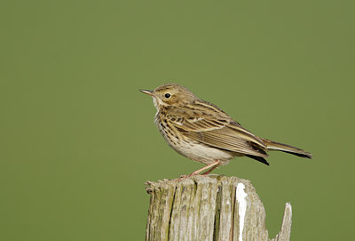 BUITEN BEELD Foto: 7449