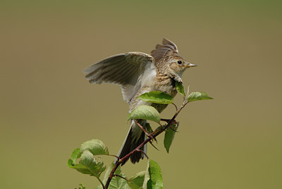 BUITEN BEELD Foto: 7450