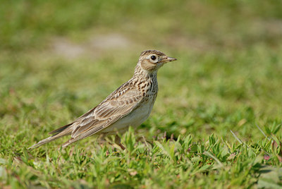 BUITEN BEELD Foto: 7451