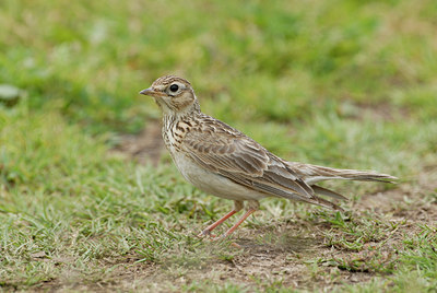 BUITEN BEELD Foto: 7452