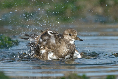 BUITEN BEELD Foto: 7480