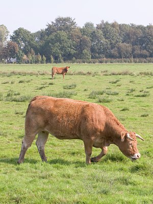 BUITEN BEELD Foto: 7501