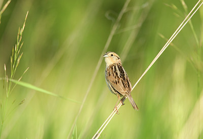 BUITEN BEELD Foto: 7515