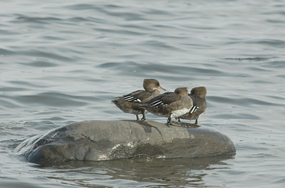 BUITEN BEELD Foto: 7516