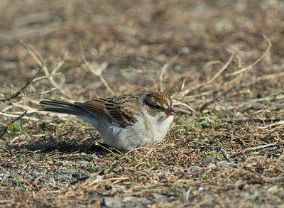 BUITEN BEELD Foto: 7523