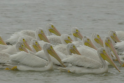 BUITEN BEELD Foto: 7532