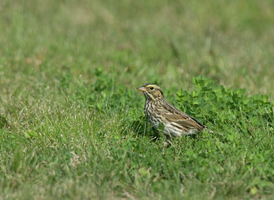 BUITEN BEELD Foto: 7546