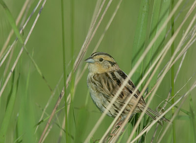 BUITEN BEELD Foto: 7549