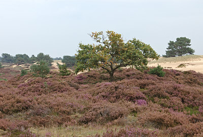 BUITEN BEELD Foto: 7568