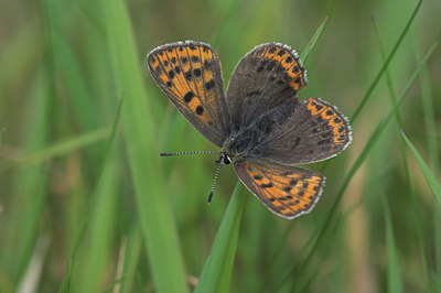 BUITEN BEELD Foto: 7616