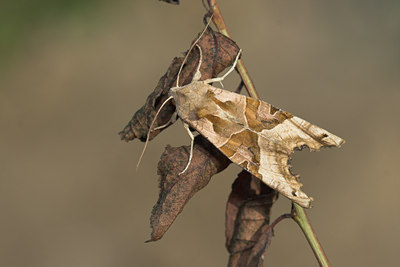 BUITEN BEELD Foto: 7655