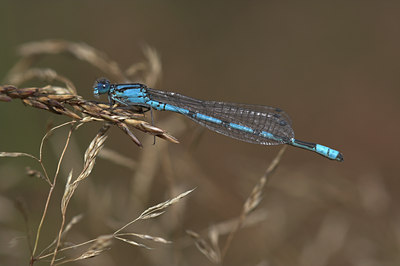 BUITEN BEELD Foto: 7671