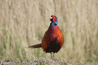 BUITEN BEELD Foto: 7676