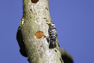BUITEN BEELD Foto: 7679