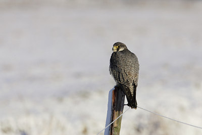 BUITEN BEELD Foto: 7735