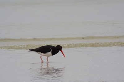 BUITEN BEELD Foto: 7737