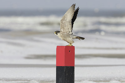 BUITEN BEELD Foto: 7738