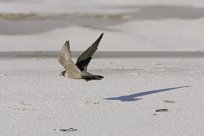 BUITEN BEELD Foto: 7742