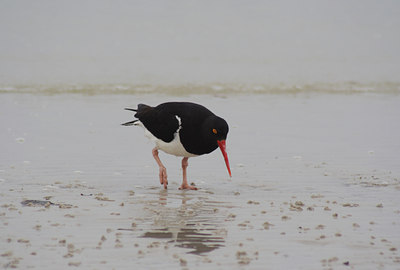 BUITEN BEELD Foto: 7744