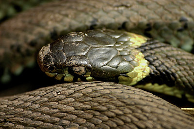 BUITEN BEELD Foto: 7748