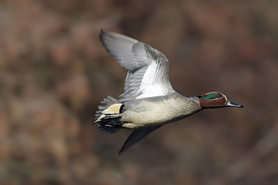 BUITEN BEELD Foto: 7765