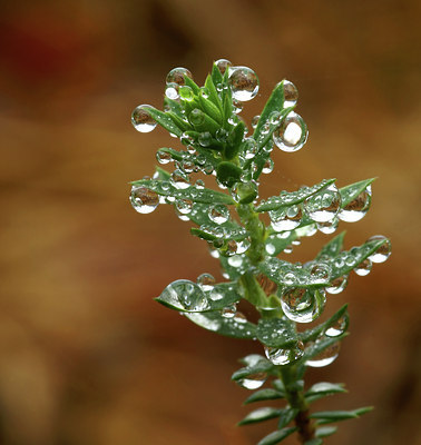 BUITEN BEELD Foto: 7782