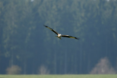 BUITEN BEELD Foto: 7788