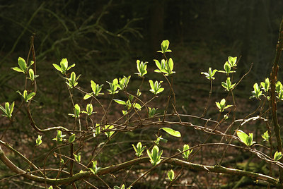 BUITEN BEELD Foto: 7813