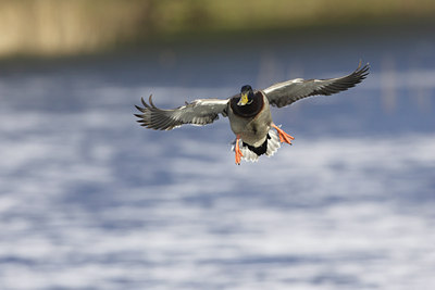 BUITEN BEELD Foto: 7822