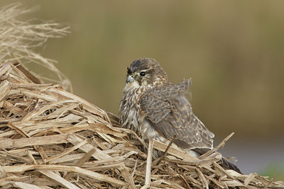 BUITEN BEELD Foto: 7841