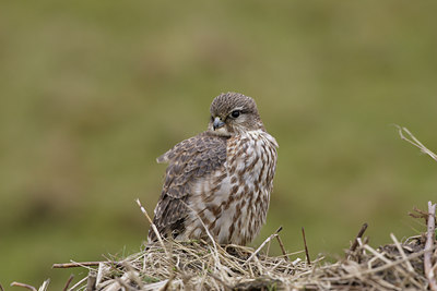 BUITEN BEELD Foto: 7842