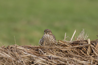 BUITEN BEELD Foto: 7848