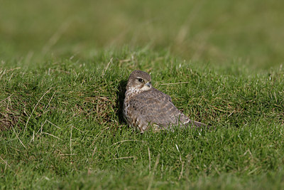 BUITEN BEELD Foto: 7850