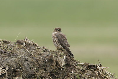 BUITEN BEELD Foto: 7853