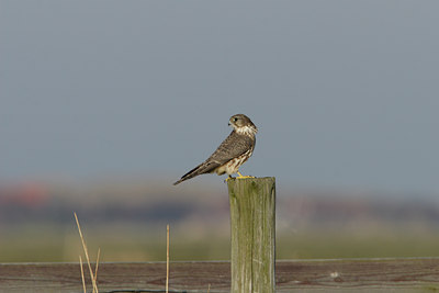 BUITEN BEELD Foto: 7854