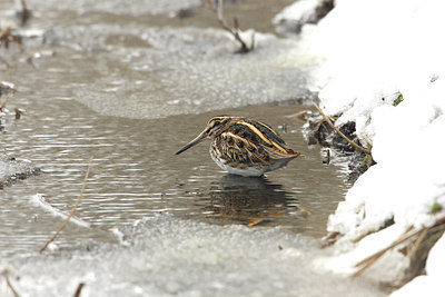 BUITEN BEELD Foto: 7855