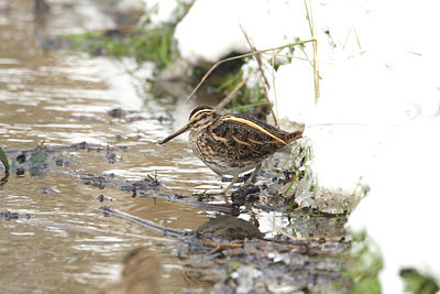 BUITEN BEELD Foto: 7857